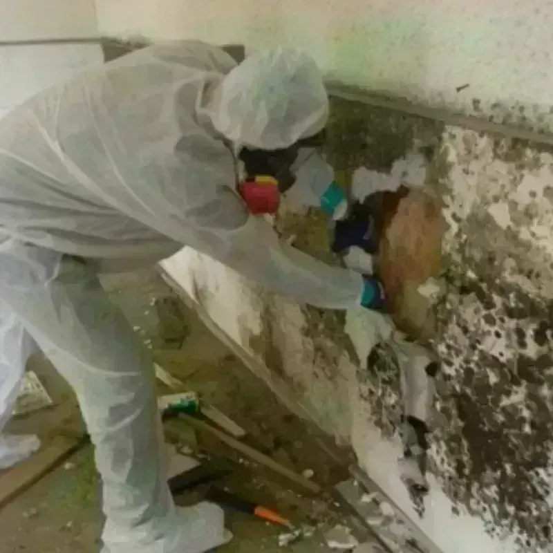 Mold Remediation and Removal in Crest, CA